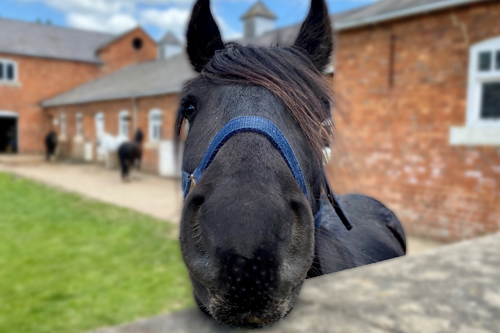 Micky lives at Ride High Equestrian Centre