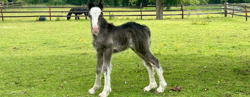 Welcome to the world Aurora!