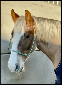 Autumn lives at Ride HIgh Equestrian Centre in Milton Keynes