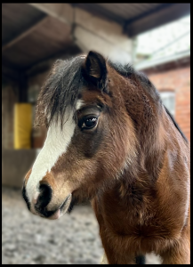 Cutie lives at Ride High Equestrian Centre in Milton Keynes