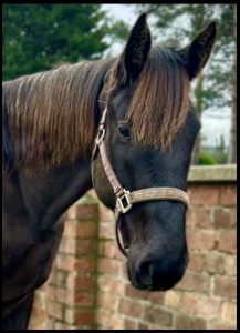 Mr Tubs lives at Ride High Equestrian Centre
