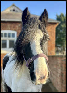 Rapunzel lives at Ride High Equestrian Centre